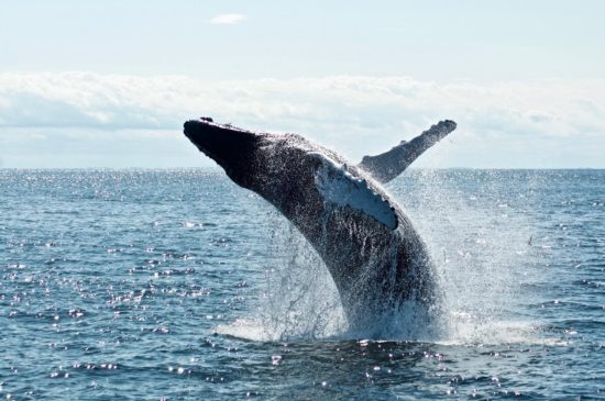 Whale Watching in Maui