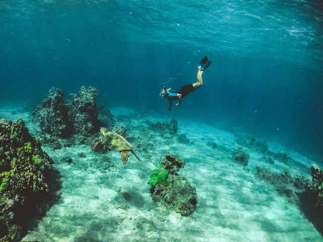 Snorkeling in Maui